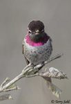 Anna's Hummingbird 12 - Calypte anna