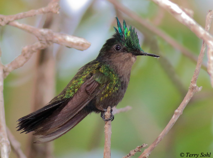 Antillean Crested Hummingbird - Orthorhyncus cristatus