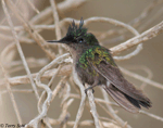 Antillean Crested Hummingbird - Orthorhyncus cristatus