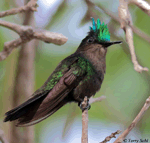 Antillean Crested Hummingbird - Orthorhyncus cristatus
