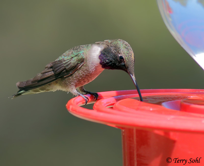 Black-chinned Hummingbird - Archilochus alexandri