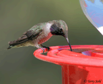 Black-chinned Hummingbird - Archilochus alexandri