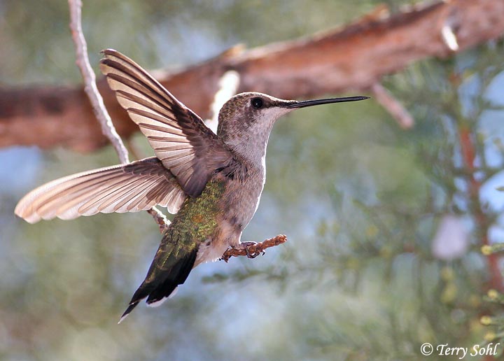 Black-chinned Hummingbird - Archilochus alexandri