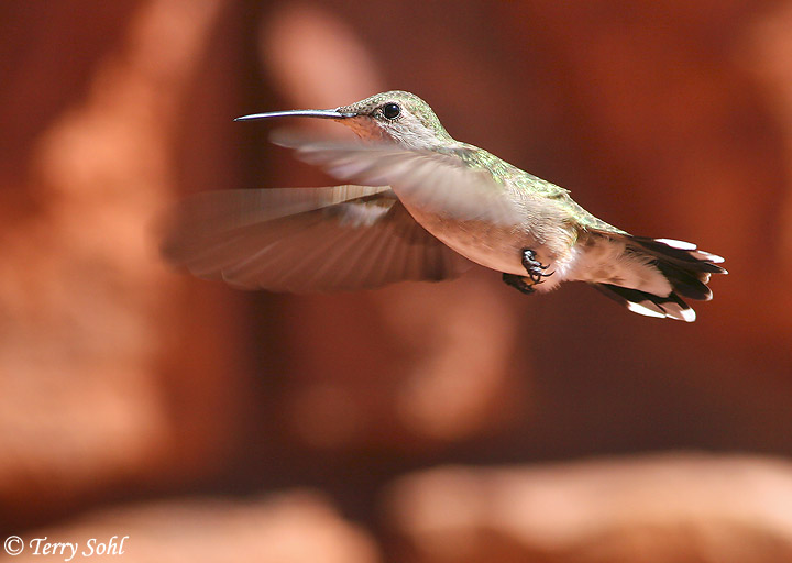 Black-chinned Hummingbird - Archilochus alexandri