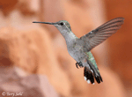 Black-chinned Hummingbird - Archilochus alexandri