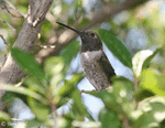 Black-chinned Hummingbird - Archilochus alexandri