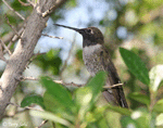 Black-chinned Hummingbird - Archilochus alexandri