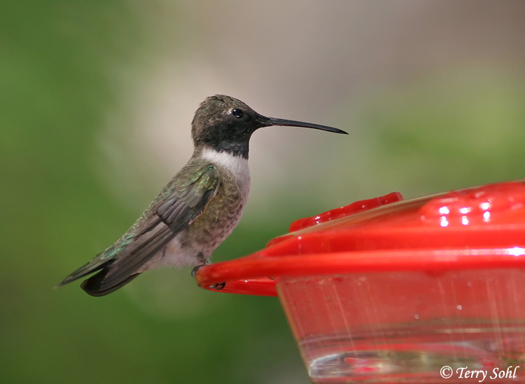 Male Black-chinned Hummingbird - Archilochus alexandri
