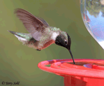 Black-chinned Hummingbird - Archilochus alexandri