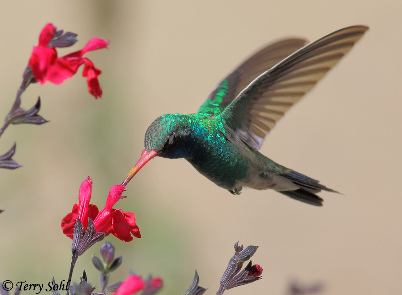 Broad-billed Hummingbird - Information and Photos