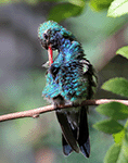 Broad-billed Hummingbird 16 - Cynanthus latirostris