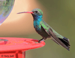 Broad-billed Hummingbird 5 - Cynanthus latirostris