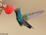 Broad-billed Hummingbird 7 - Cynanthus latirostris