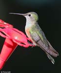 Broad-tailed Hummingbird - Selasphorus platycercus