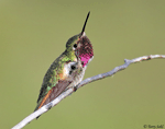 Broad-tailed Hummingbird - Selasphorus platycercus