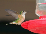 Broad-tailed Hummingbird - Selasphorus platycercus