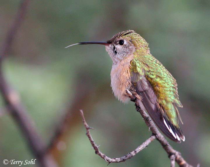 Calliope Hummingbird - Stellula calliope