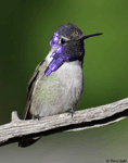 Costa's Hummingbird 11 - Calypte costae