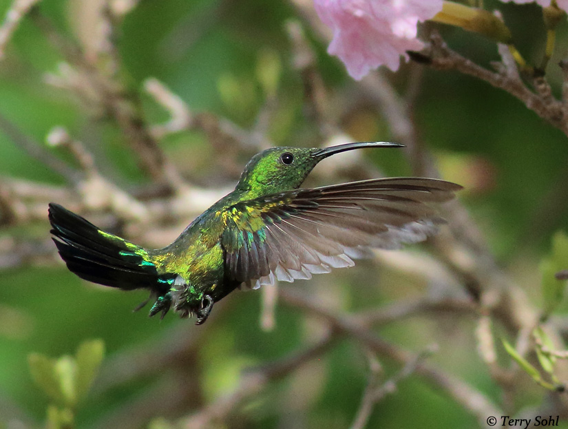 Green-throated Carib - Eulampis holosericeus