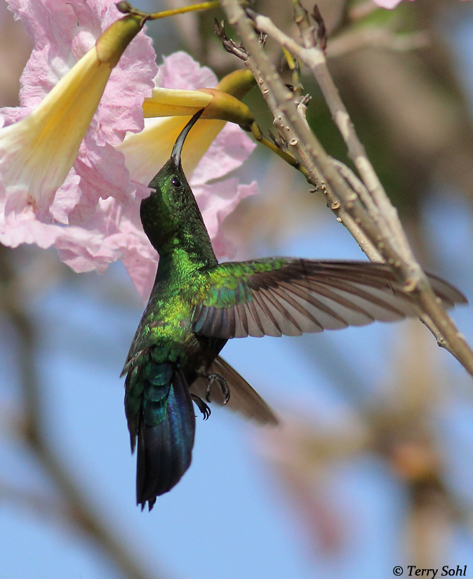 Green-throated Carib - Eulampis holosericeus