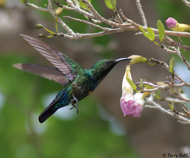 Green-throated Carib - Eulampis holosericeus