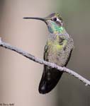 Rivoli's Hummingbird 7 - Eugenes fulgens