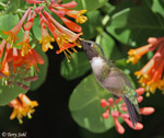 Ruby-throated Hummingbird 10 - Archilochus colubris