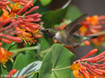 Ruby-throated Hummingbird 13 - Archilochus colubris