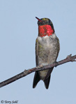 Ruby-throated Hummingbird 21 - Archilochus colubris