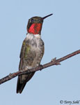 Ruby-throated Hummingbird 22 - Archilochus colubris