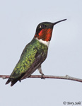 Ruby-throated Hummingbird 29 - Archilochus colubris