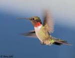 Ruby-throated Hummingbird 35 - Archilochus colubris