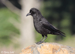 American Crow 10 - Corvus brachyrhynchos