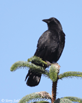 American Crow 12 - Corvus brachyrhynchos