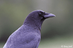 American Crow 4 - Corvus brachyrhynchos