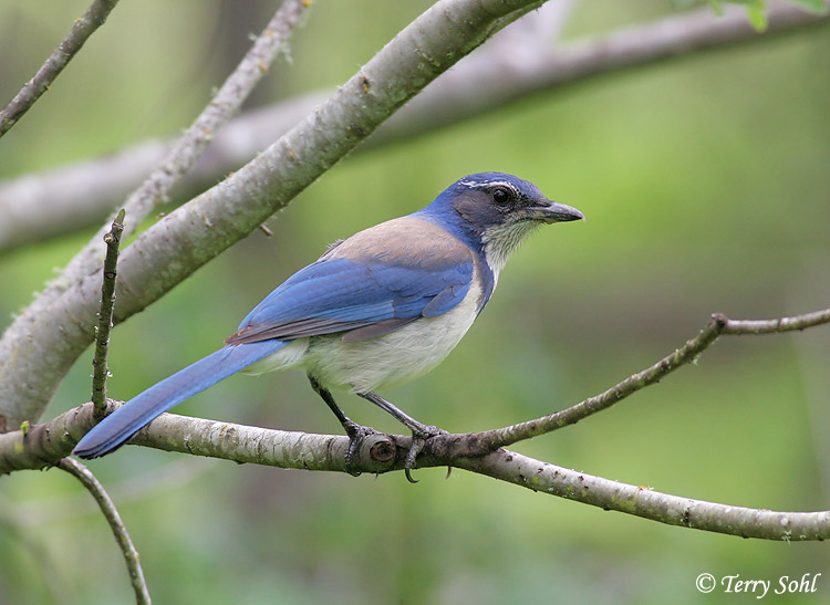 California Scrub Jay - Aphelocoma californica