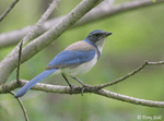 California Scrub Jay - Aphelocoma californica