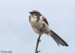 California Scrub Jay - Aphelocoma californica