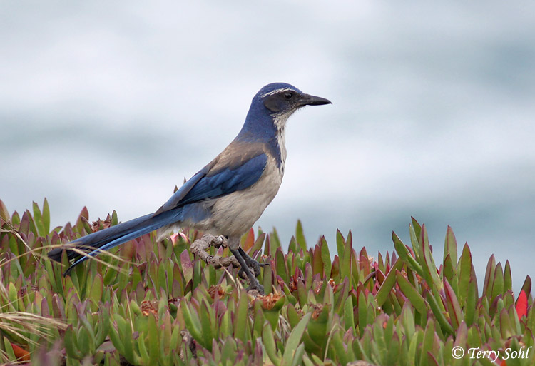 California Scrub Jay - Aphelocoma californica