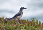 California Scrub Jay - Aphelocoma californica