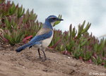 California Scrub Jay - Aphelocoma californica