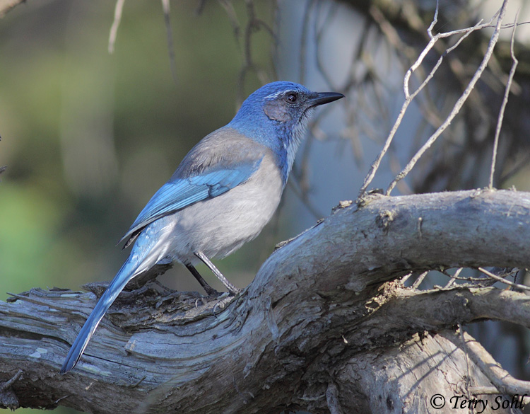 California Scrub Jay - Aphelocoma californica