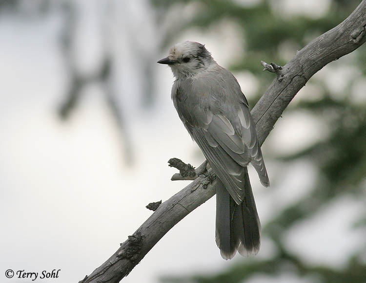Gray Jay Photo Photograph Picture