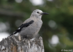 Clark's Nutcracker - Nucifraga columbiana