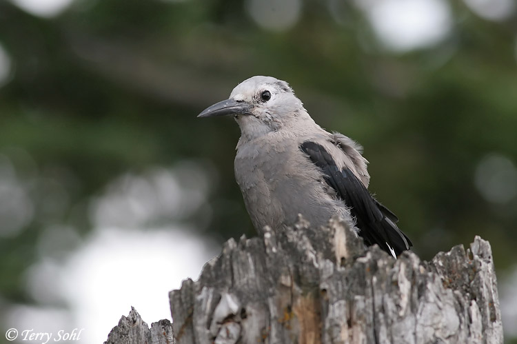 Clark's Nutcracker - Nucifraga columbiana