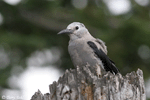Clark's Nutcracker - Nucifraga columbiana