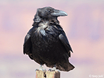 Common Raven 10 - Corvus corax