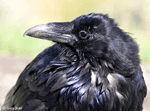 Common Raven - Corvus corax