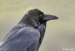 Common Raven 4 - Corvus corax