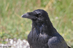 Common Raven 5 - Corvus corax